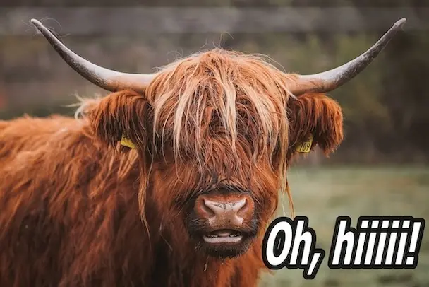 Cow saying hi!